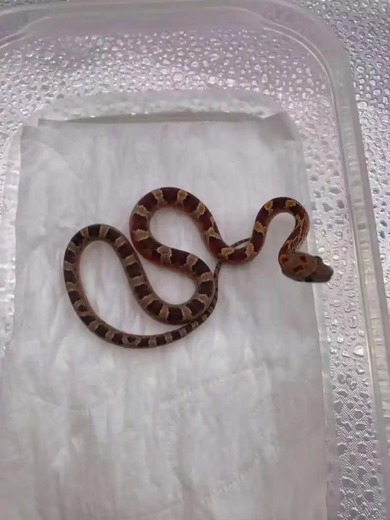 玉米蛇价格表 67原色230 67原显260 67原圈250 67原直300