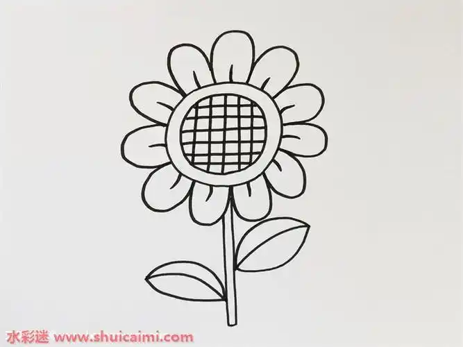 2,接着在花盘的周围画上花瓣,花瓣是椭圆状的,线条弧度要顺滑,在花瓣