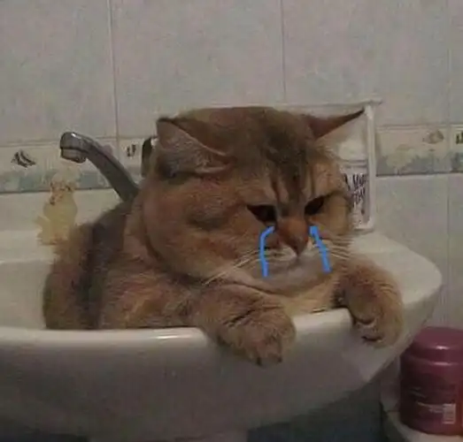 哭了- 斗图大会 - 伤心猫,小猫,伤心,流泪表情库 - 真正的斗图网站