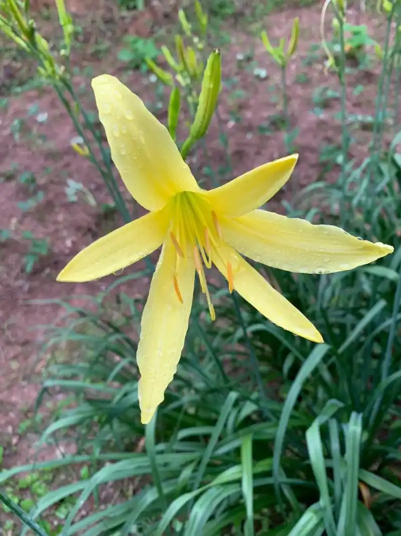 黄花菜开花了,有很多人总把萱草叫黄花菜,其实两者还是有区别的 - 抖