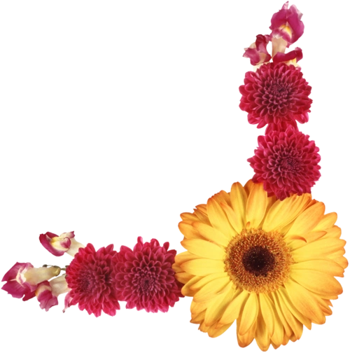 【转载】【免抠png素材篇】png鲜花装饰素材 2