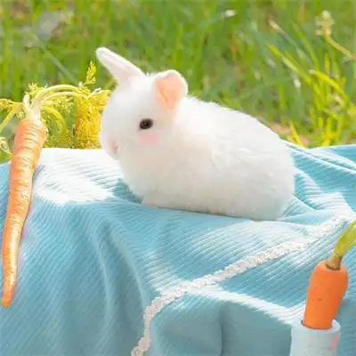 可爱小兔子女生头像萌哒哒的宠物图片