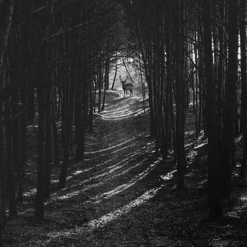 拍出的照片平淡无奇?12个技巧让画面具有神秘感