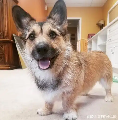 主人养了只串串狗,网友仔细一看笑翻,这是柯基和德牧的混血?