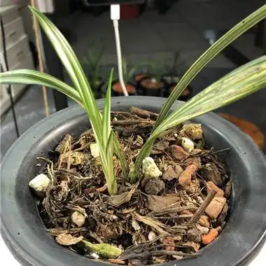 四季兰稿草赌草瓷白艺高21宽1.2 - 中国兰花交易网