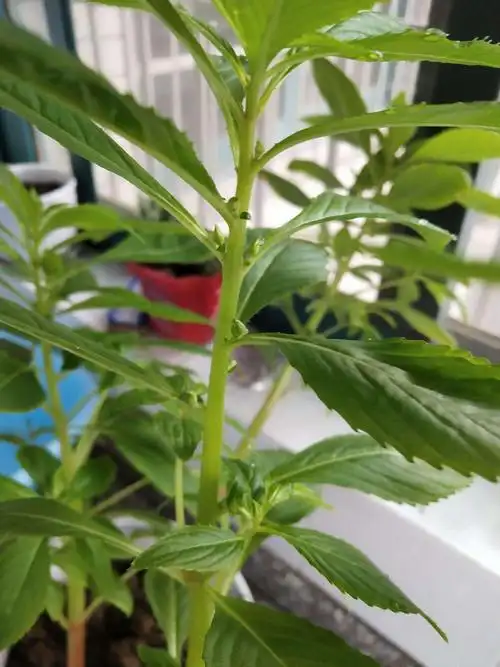 凤仙花科学观察小论文