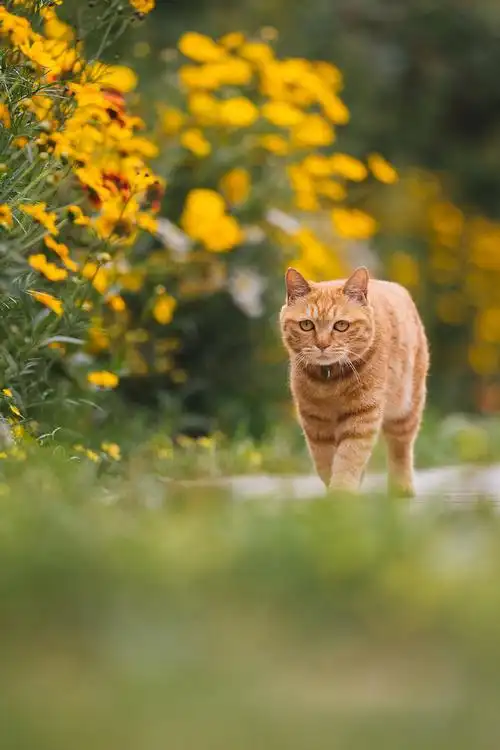 猫咪摄影超话#橘猫