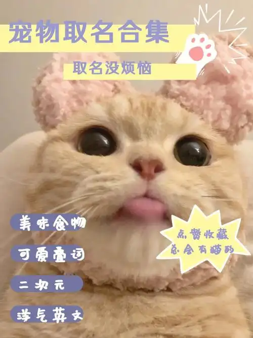 宠物名字大全总有一个适合你家