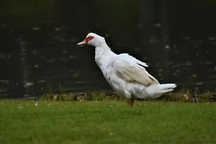 疣鼻栖鸭英文名muscovyduck学名cairinamoschata是雁形目鸭科栖鸭属的