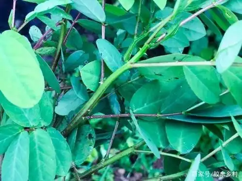 农村驱蛇有绝招,门前种植这种草,种过的农民都说管用