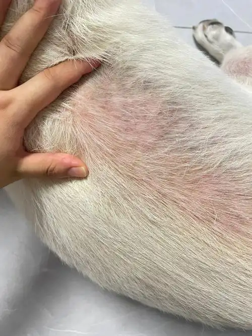 拉布拉多皮肤病