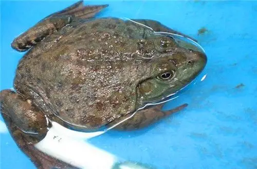 牛蛙食用注意事项