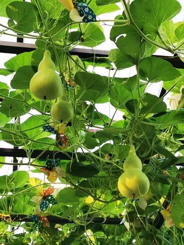 安澜巴廉寺的猕猴桃熟了,还可以摘葫芦,荡悬崖秋千,钓鱼,住校园酒店