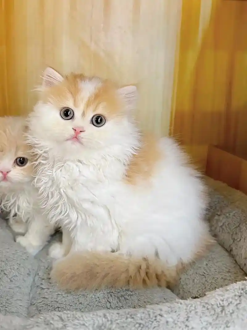 英短乳白红白弟弟在找新家