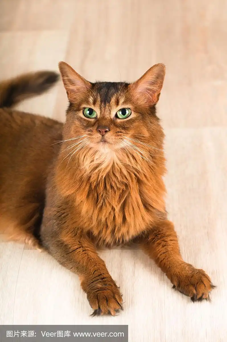 索马里猫的肖像