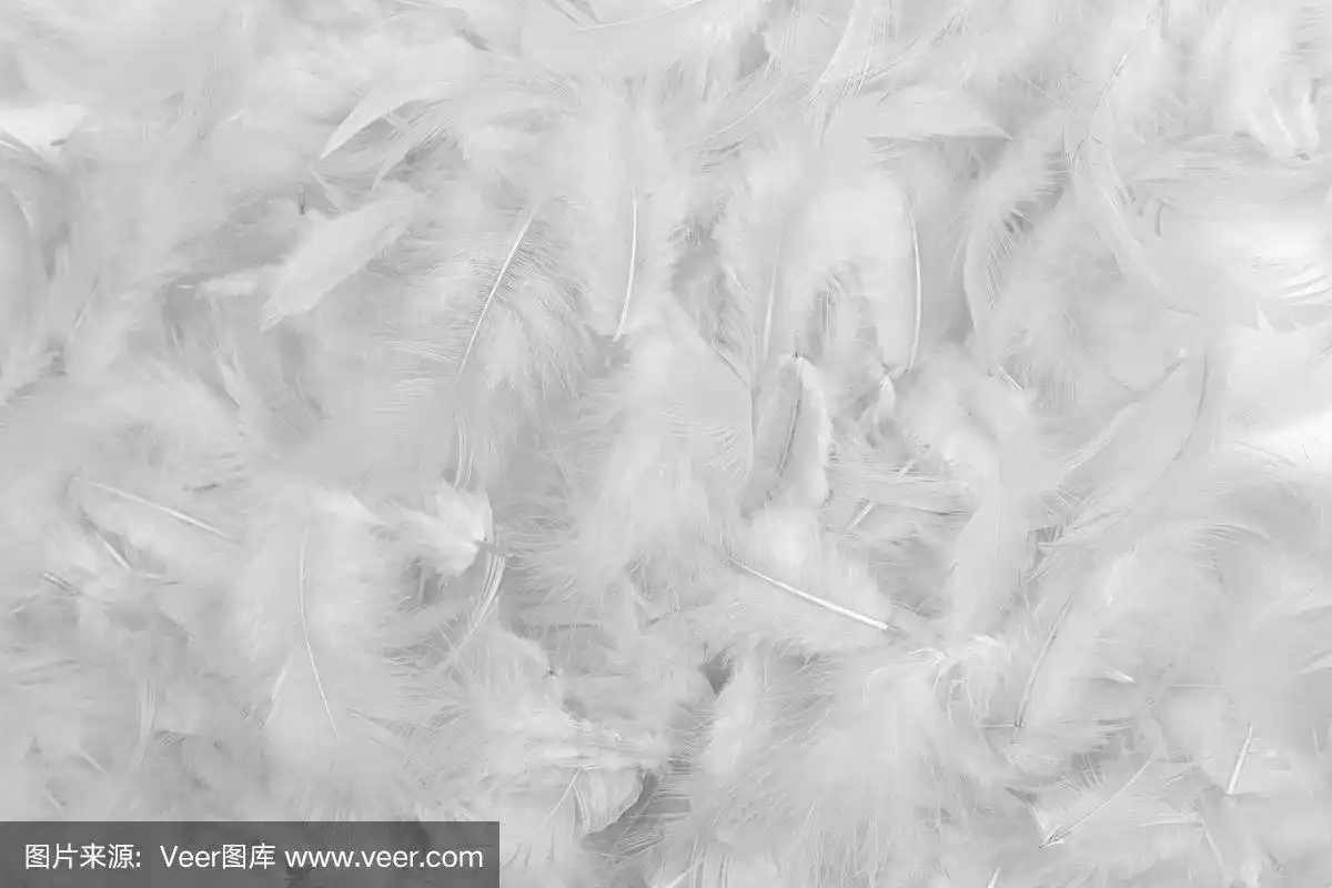 白色羽毛纹理背景