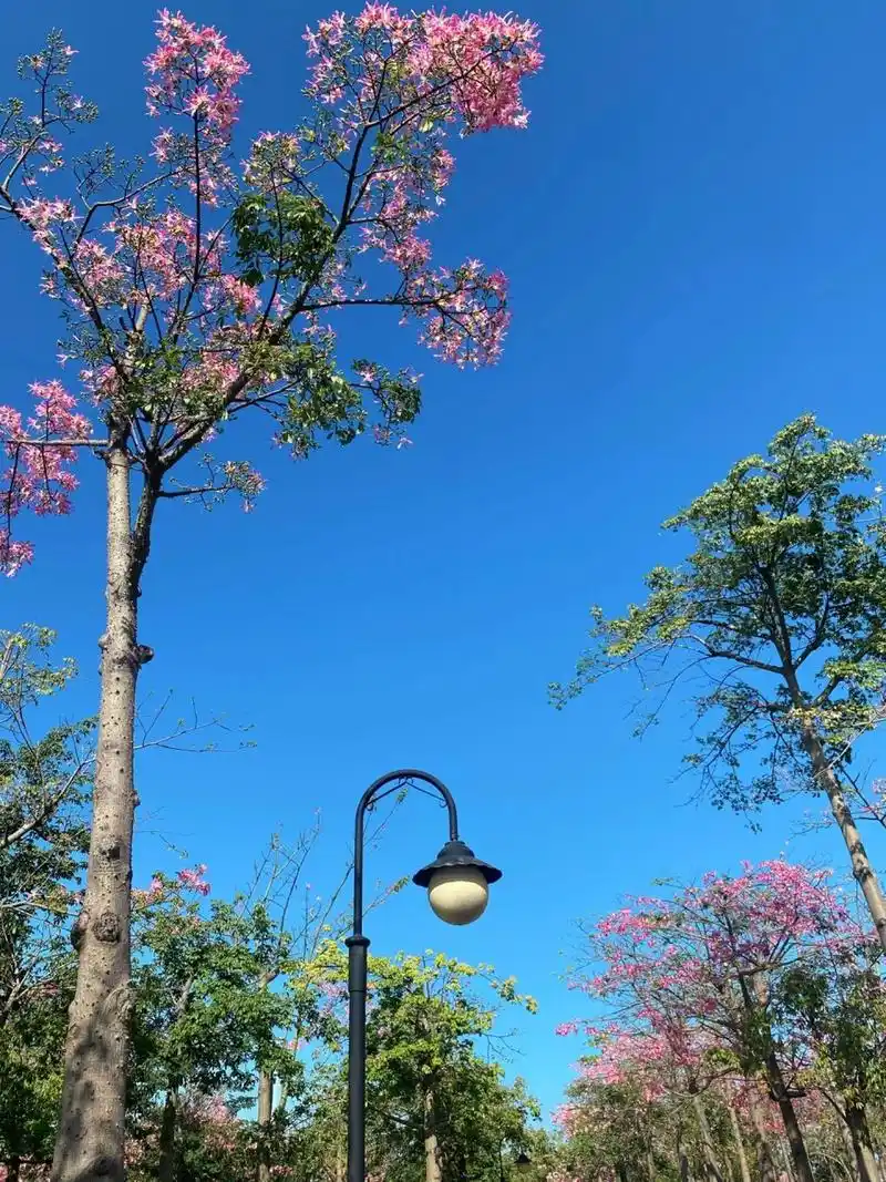 珠海横琴花海长廊,最喜欢的城市 北方已经下雪了,珠海还是开花,一个懂