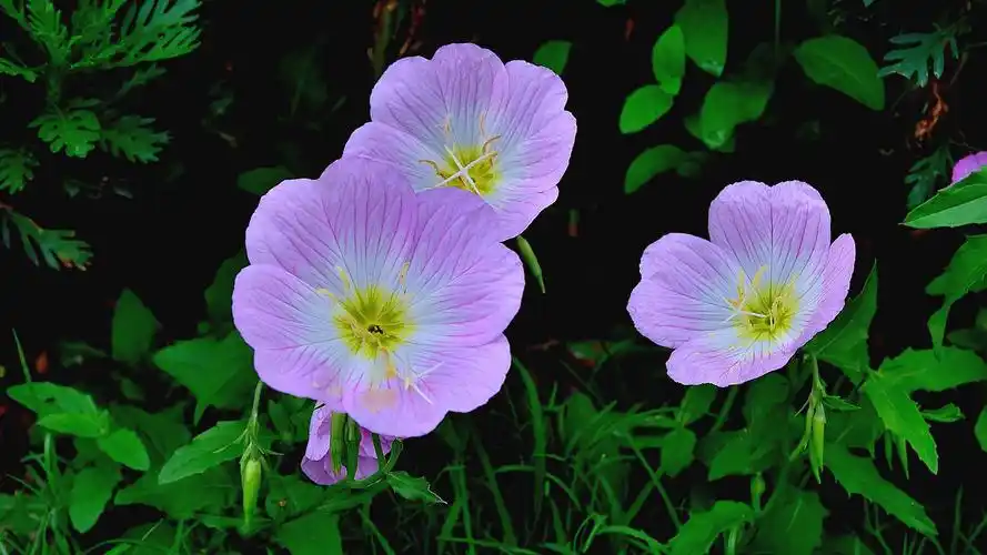月见草花清新图片高清电脑壁纸高清大图预览1920x1080_植物壁纸下载