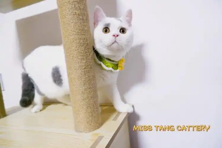 超可爱滴英短梵文蓝白妹妹蹲家长