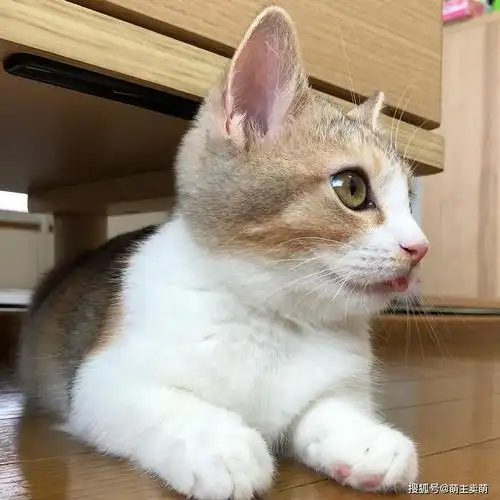 这种中华三花田园猫也是很漂亮可爱的