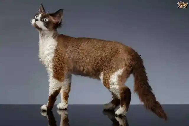 10种不掉毛的猫你见过几种