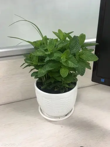 求问这是一盆什么花