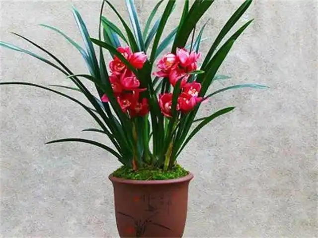 此兰是"香花之王",出身名门,花色娇艳,是无法超越的经典