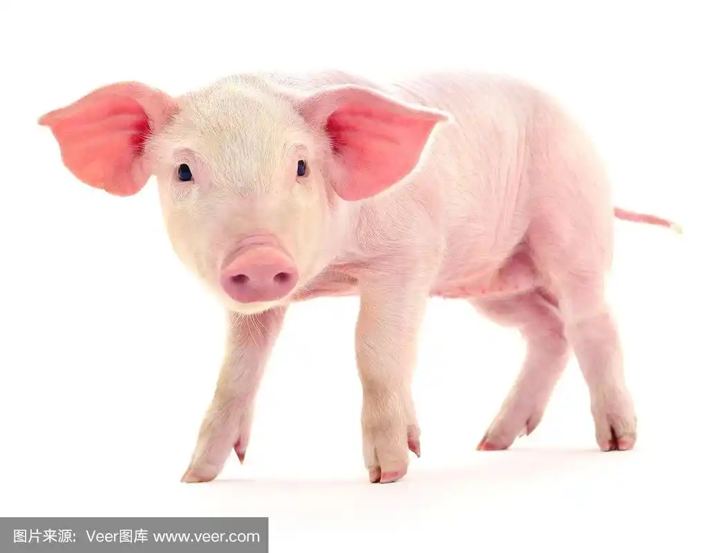 猪在白色的.