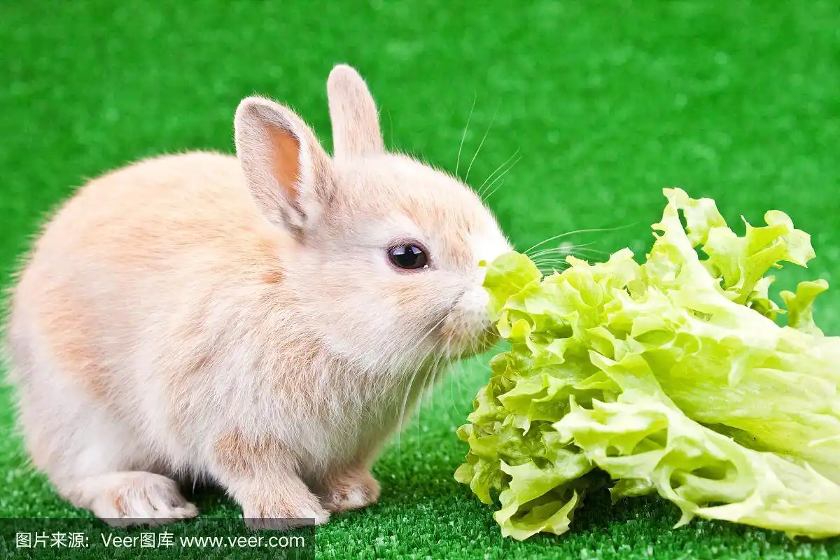一只可爱的兔子吃东西