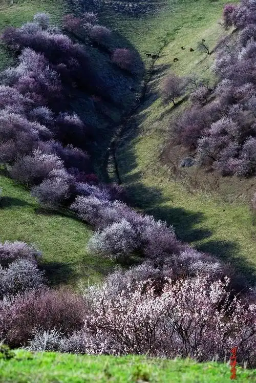 伊宁旅游景点有哪些,伊宁十大最美景点是什么(新疆最美野生杏花沟旅行