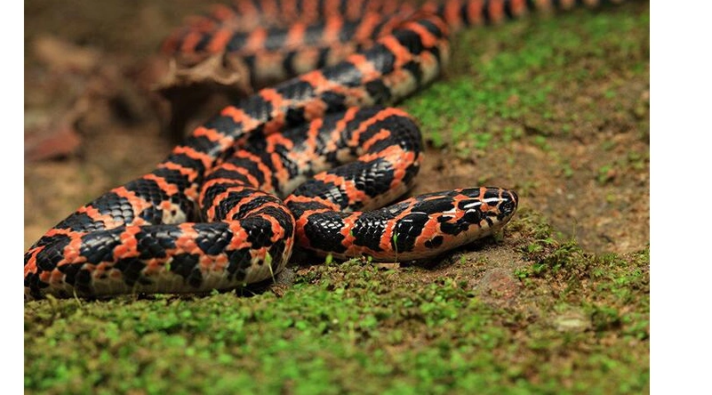 一圈红一圈黑是什么蛇