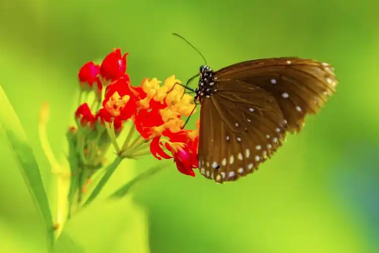 《旅顺七彩南山-蝴蝶园》拍于2019年2月8日