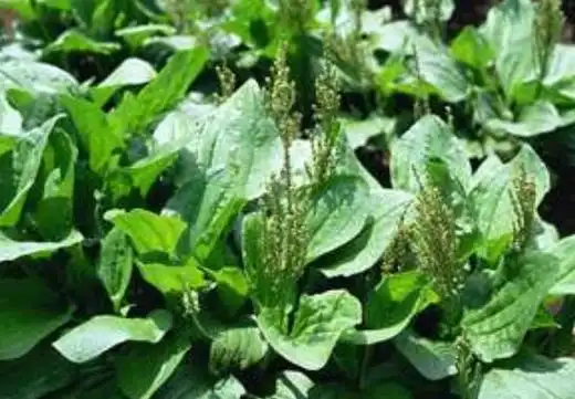 五根草的功效与作用