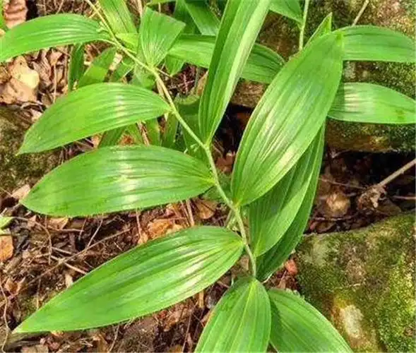 黄金是什么药材 _黄精是什么-第1张图片-潮百科