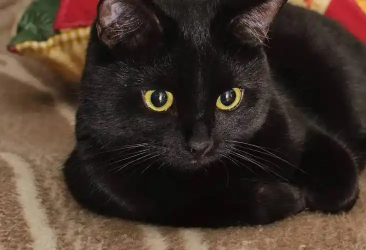 英短银渐层多少一只(银渐层虎斑猫多少钱一只) - 百思特网