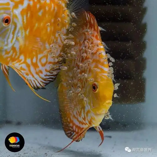 爱的延续从降生到起飞七彩神仙繁殖高清图片记录