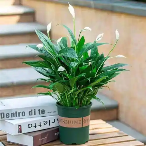 一帆风顺花怎么养(一帆风顺花怎么养喜欢阳光吗)