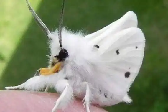 扑棱蛾子在幼虫阶段长有咀嚼啃食形的口器,所以基本上都是以植物的