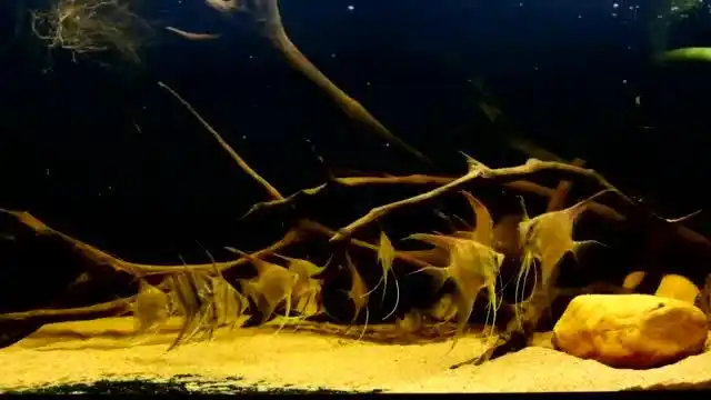 原生味道的埃及神仙鱼造景缸-萌宠视频-搜狐视频