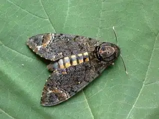 芝麻鬼脸天蛾的发生规律