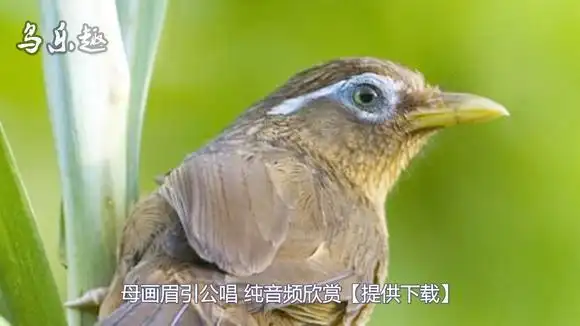 母画眉鸟叫声:母画眉引公唱!纯音频欣赏!-音乐视频-搜狐视频