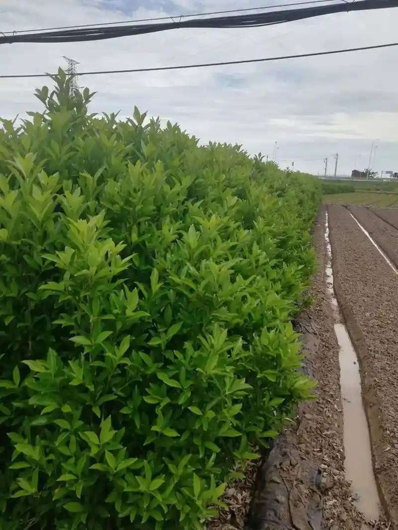 法国冬青珊瑚树绿篱1.5-2.0米 - 抖音