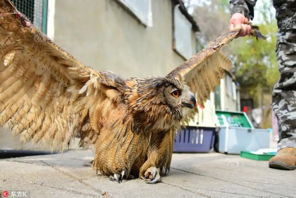 该雕鸮双翅张开有一米五以上,也是这几年见到的最大的一只猫头鹰.