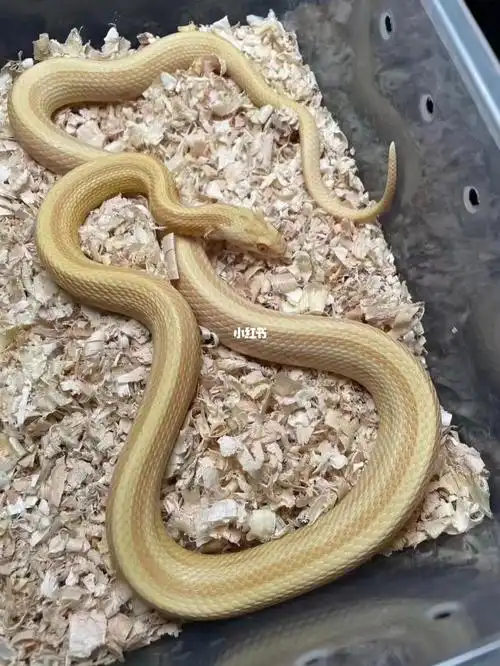 牛油直线玉米蛇126克公