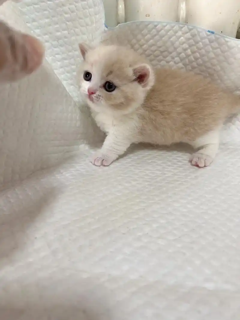不多见的高品质澳血乳白英短弟弟,长相超级甜美,身体结构紧凑, - 抖音