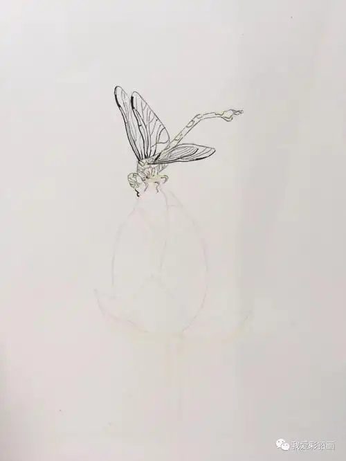 手把手教你画彩铅小荷才露尖尖角早有蜻蜓立上头