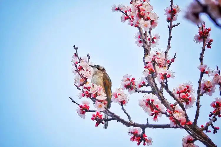 鸟语花香"闹"春来