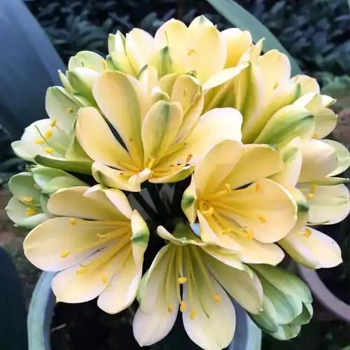 黄花君子兰精品品绿细长叶苗客厅耐寒绿植花卉时令草本花卉