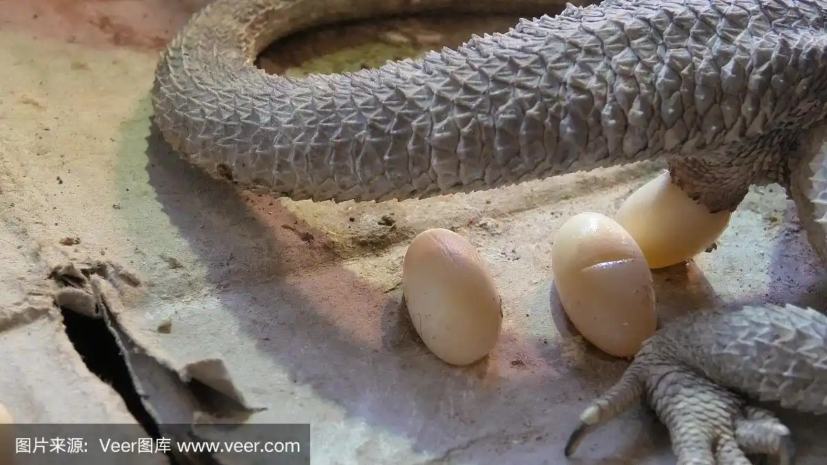 白斑柱头菌产卵