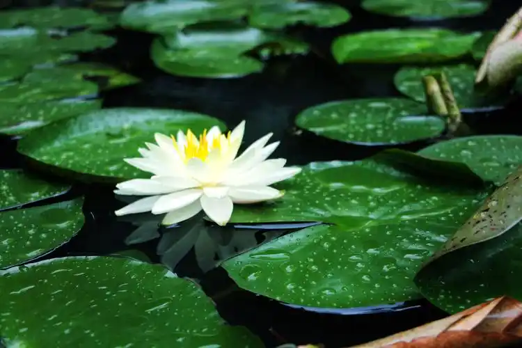 这个春天我看到的